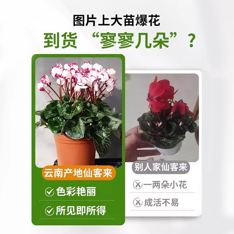 速发大花仙客来花盆栽带花特大号重瓣兔子花卉室内客厅适合春天种