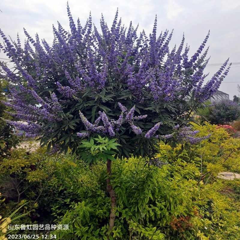 穗花杜荆盆栽苗耐热耐寒耐旱花期长多年生花灌木【鲁红园艺】-封面