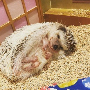 极速刺星球米拉莫白杨木屑木片木块木粒纸豆腐Q仓鼠刺猬花枝鼠爬