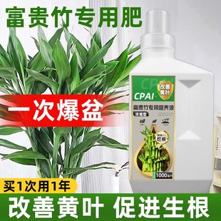 速发运贵竹营养治液黄叶生根水培植物竹子龙竹转富竹观音竹通用型