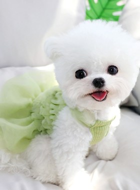 速发仙小衣夏服季薄款小迪比熊博美猫咪泰型犬公主裙子夏天