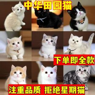 中华田园幼猫花猫猫咪白猫家养奶牛三花猫宠物黑猫真猫橘活物黑白