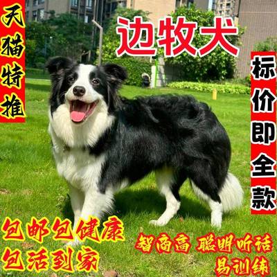 纯种边牧犬黑白色陨石色边牧幼犬活体宠物狗红棕色边境牧羊犬幼崽