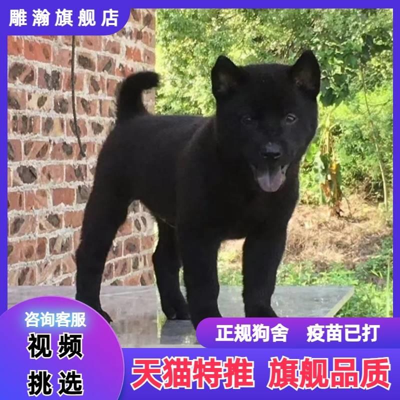 广西虎头五黑犬正宗土猎犬赶山犬便宜看家护院犬小黑狗纯黑田园犬