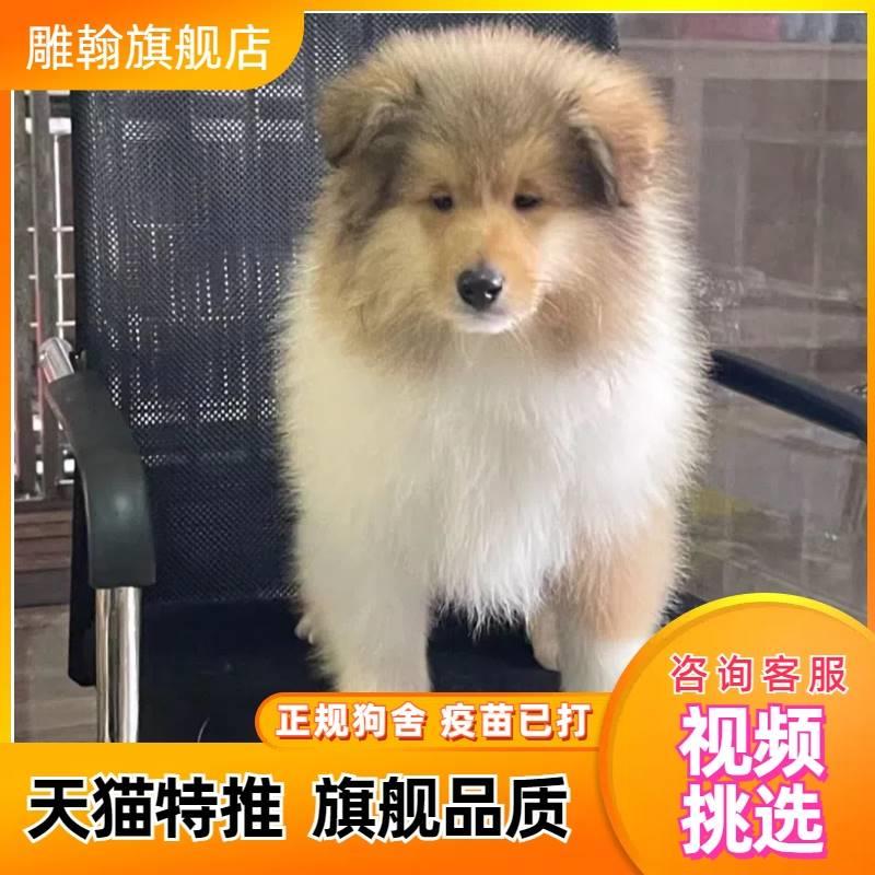 苏牧幼犬苏格兰牧羊犬黄白小狗狗宠物放羊赶羊犬宠物活物家养温顺