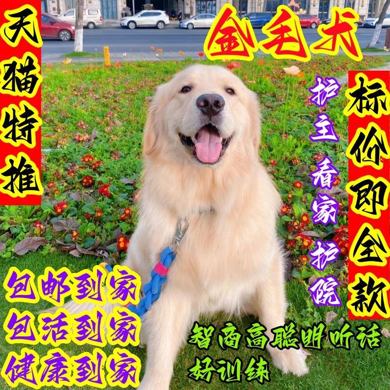 金毛幼犬纯种金毛便宜小狗狗家养中大型金毛幼犬宠物真狗狗狗活物