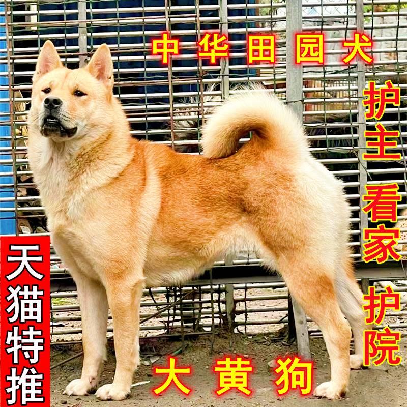 家用活物土狗活体中华田园犬大黄狗幼崽狗崽子狗苗肉狗看家护院犬