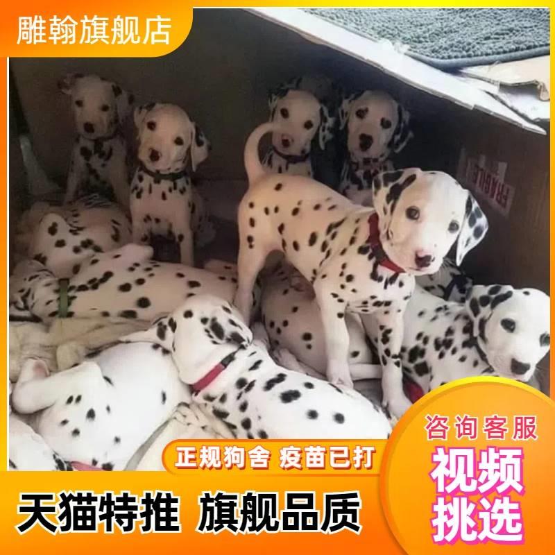 斑点狗幼犬纯种短毛狗斑点大麦町大丹犬斑点狗幼犬宠物狗