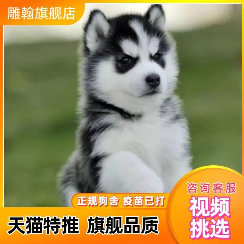 纯种哈士奇哈士奇幼犬狗狗活物雪橇犬二哈异瞳双蓝眼宠物狗狗小狗