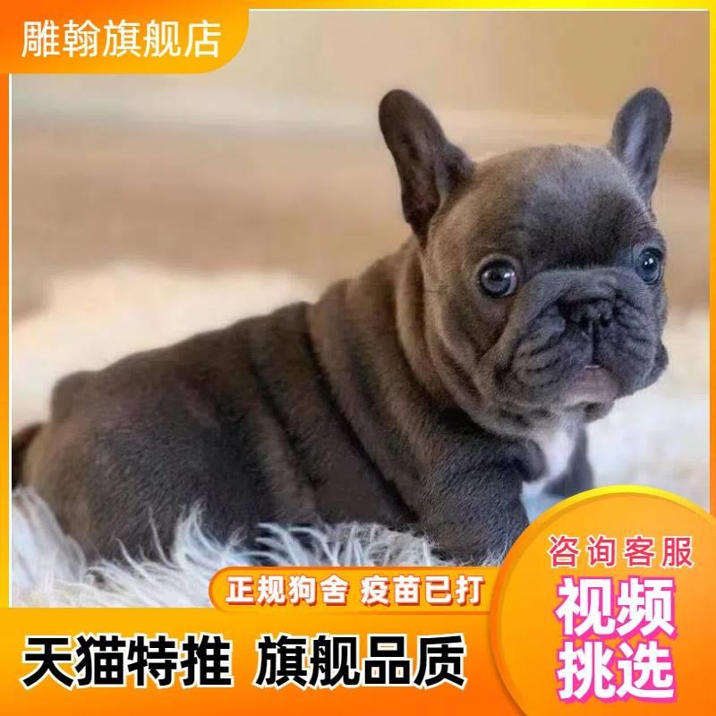 法斗幼犬纯种法国斗牛犬幼体蓝牛法斗奶油斗牛犬短毛小型犬宠物狗