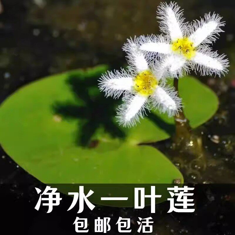 热销一叶莲心型j睡莲碗莲窗台客厅净化四季好养小号迷你水生水草