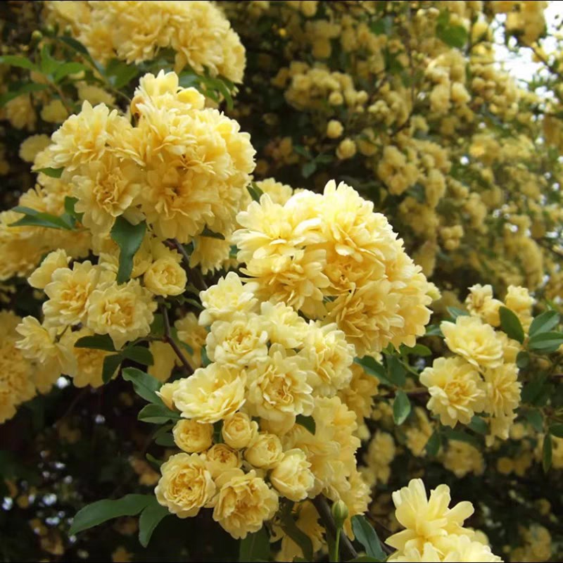 红木香花苗爬藤植物重p瓣黄白木香花树苗阳台庭院花卉四季开花盆