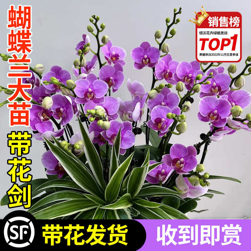 速发蝴蝶兰盆栽带花苞花四兰花室台内植物花苗绿植水培剑季好养