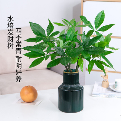 速发发财树盆栽水培植面室内桌物四季空青招财树耐阴好养净化常气