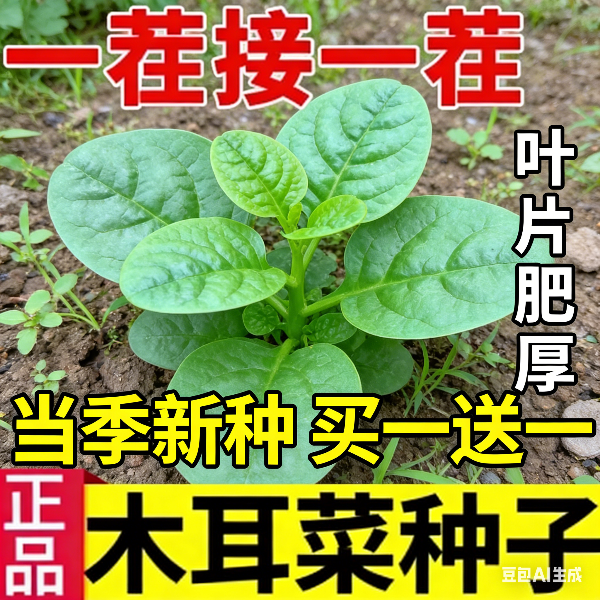 正宗大叶木耳菜种子苗落葵小青菜耐高温春夏四季阳台盆栽蔬菜籽孑