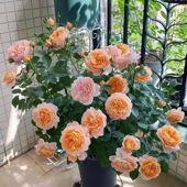 果汁阳台月季 大苗玫瑰花苗盆栽庭院四季 绿植带花苞室内观花植物