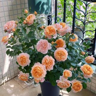 果汁阳台月季大苗玫瑰花苗盆栽庭院四季绿植带花苞室内观花植物