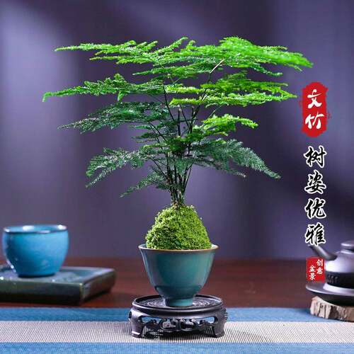 苔藓球文竹四季常青净化空气卧室
