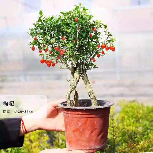带果子枸杞秋季可食用庭院阳台