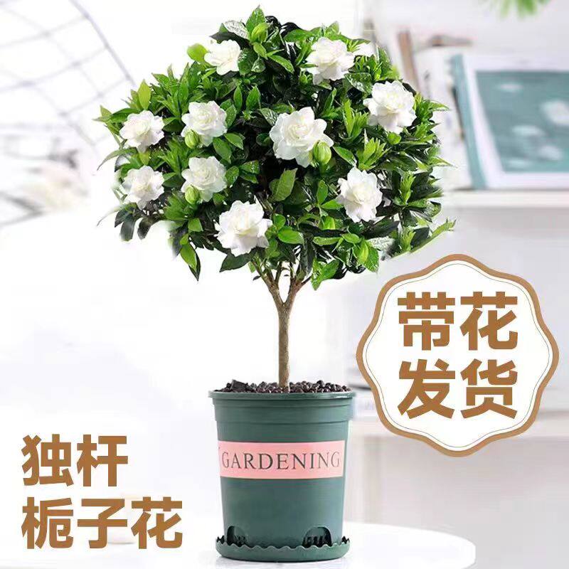 独杆栀子花盆栽带花苞老桩树苗室外大叶牡丹棒棒糖阳台浓香型花卉