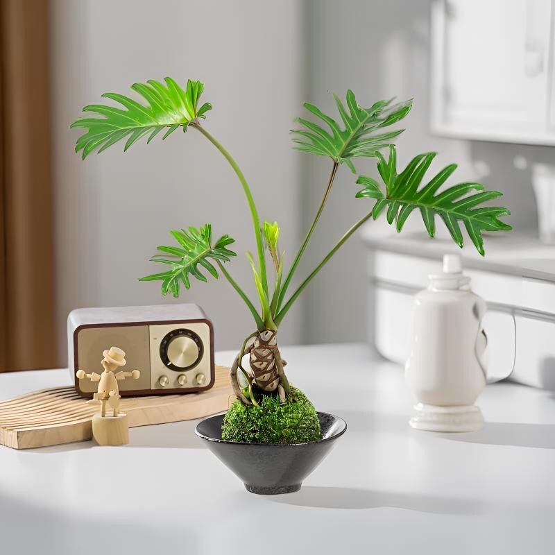 水培植物龙鳞小天使苔藓球桌面水养老桩观叶绿植春羽室内四季好养,鲜花速递/花卉仿真/绿植园艺,绿植,淘宝优惠券,粉丝福利购,淘宝优惠卷