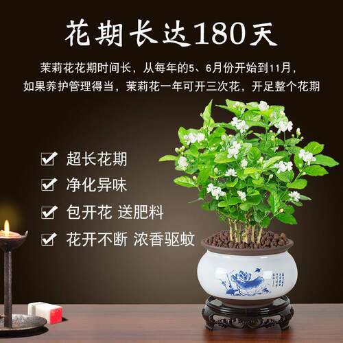 盆栽茉莉花四季开花净化空气室内