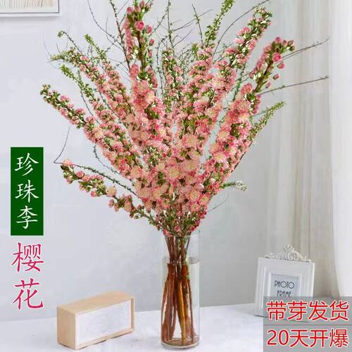 耐寒雪柳室内花兴卉水培植物冬季