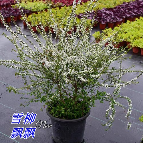 雪柳庭院喷雪花花兴卉春季喷雪花