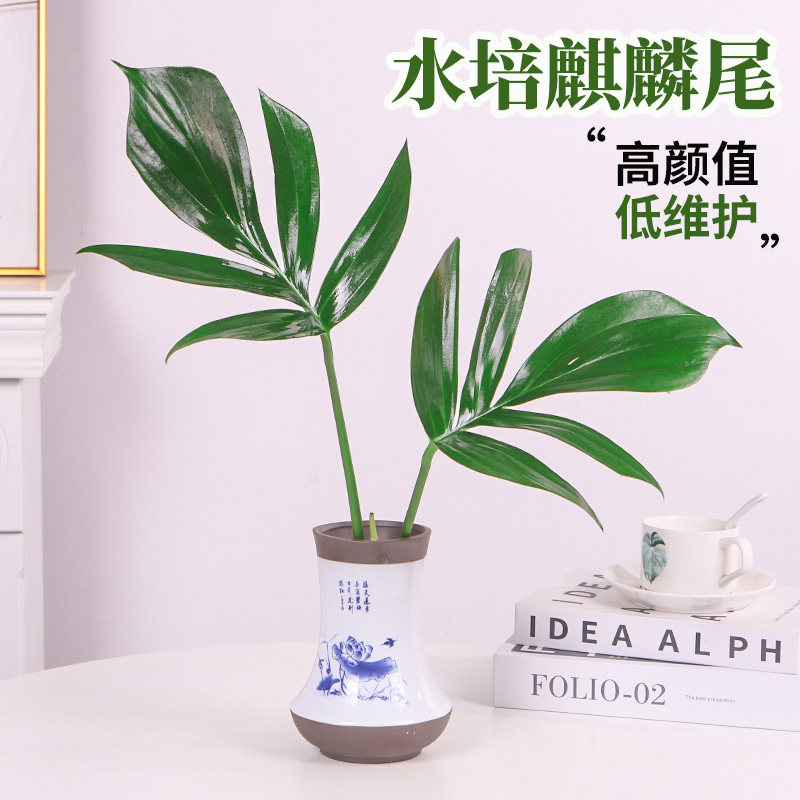 水培麒麟尾植物龟背竹盆栽室内四季常青净化空气好养水养懒人绿植