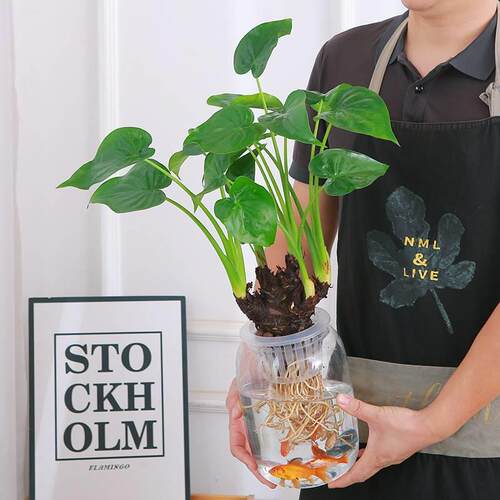 水培植物龟背竹春季净化空气室内