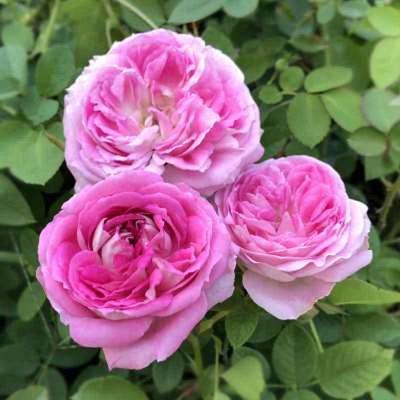 极速【普莱d格尼馆】灌木月季花苗藤本玫瑰室内花卉盆栽观花植物