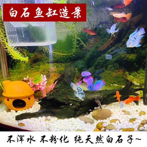 极速120斤白色石子小鹅卵石z庭院铺路铺地装饰石头阳台花园白石子