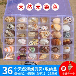 极速天然海e螺贝壳海星标本礼盒装海洋生物科普材料幼儿园儿童幼