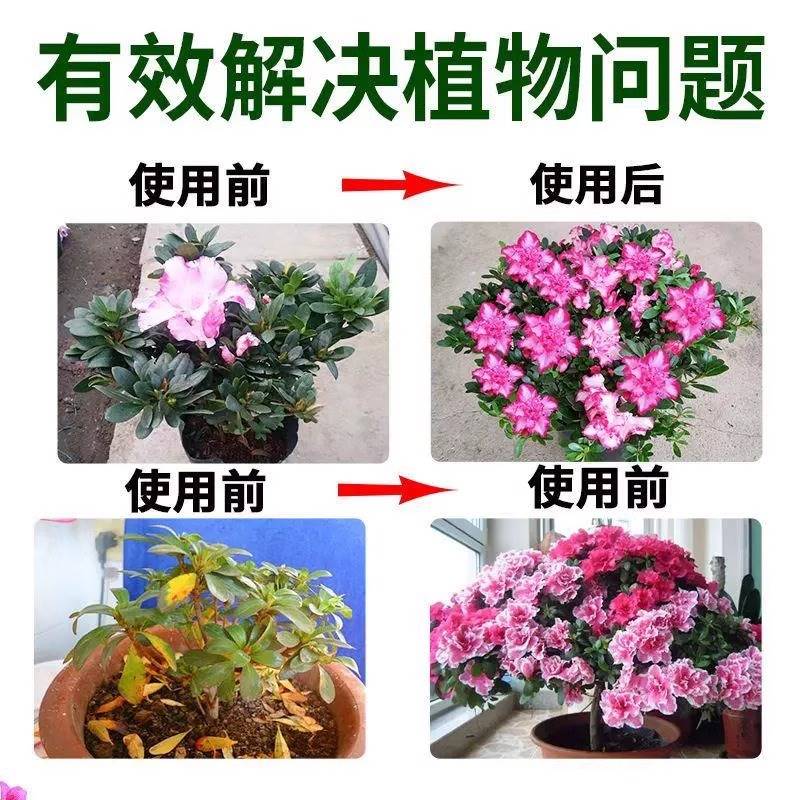极速杜鹃花叶斑病专用肥料映山z红怎么养黄叶黑斑焦尖杀虫药土壤