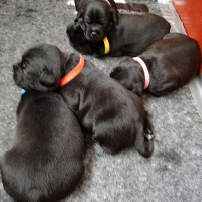 极速12 Pcs/Set Puppy Newborn Pets Identify Collars AdYjustab