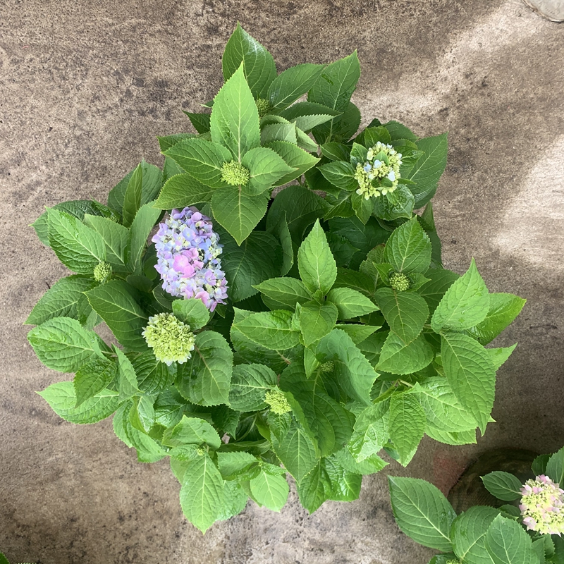 极速绣球花无h尽夏 大盆老桩3加仑新老枝开花花园庭院植物