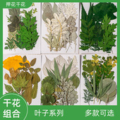 极速MG36e真树叶植物标本幼儿园手工贴画干燥花diy材料压花写真贴