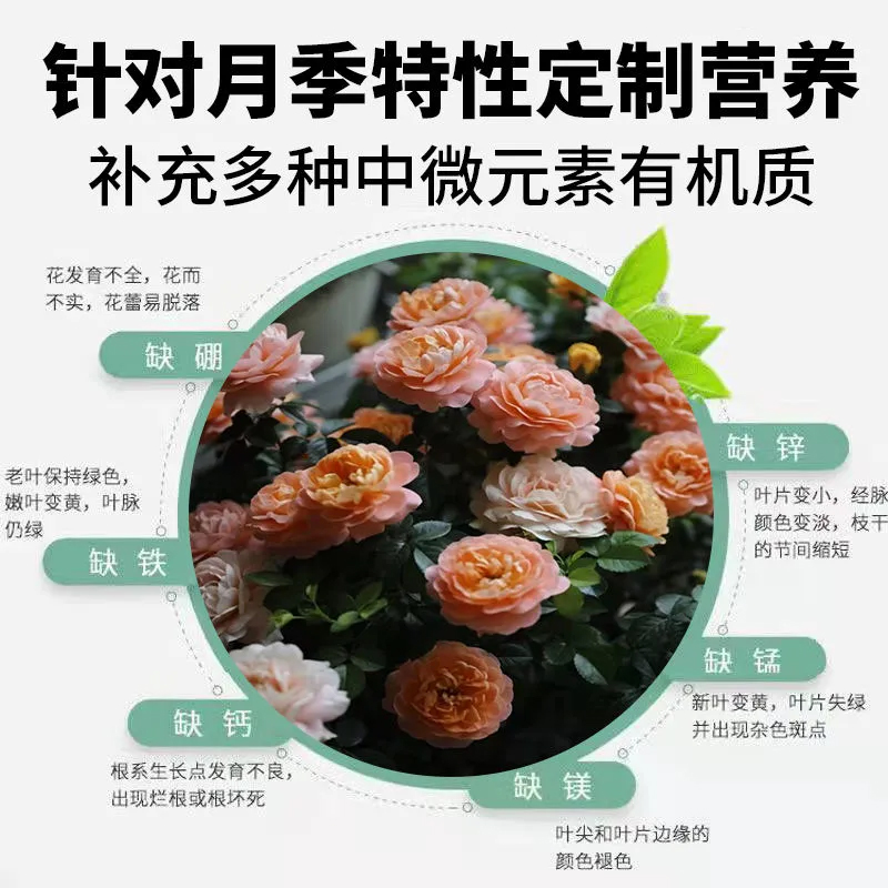 极速月季爆笋肥病l虫害常用药月季花专用肥玫瑰花营养液酸性通用