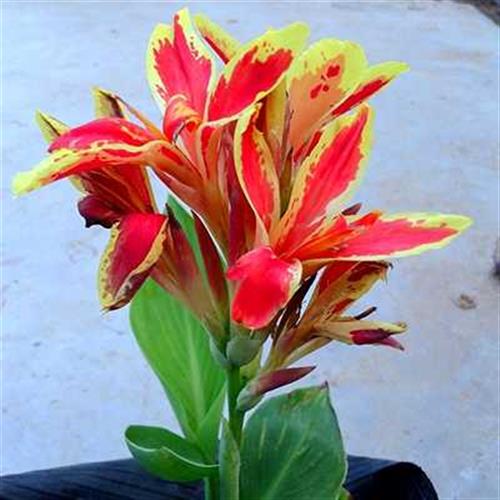 极速湿地美人蕉苗绿化沼泽美人z蕉花苗水生植物美人蕉种球庭院河