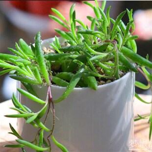 极速紫玄月多肉植物 佛珠吊兰情人泪佛珠锦S绿植珍珠吊兰包邮