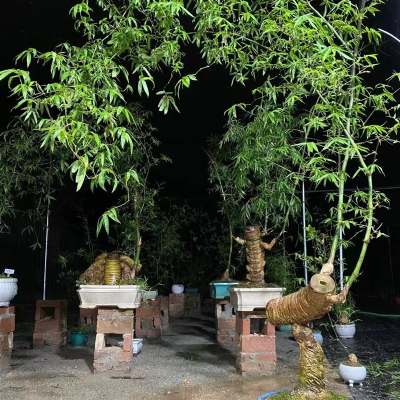 极速小叶簕竹生桩好养活网红竹子C花园庭院办公室茶桌四季常绿盆