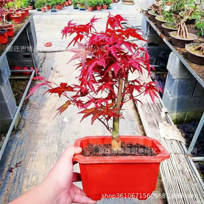 极速日本红枫盆景四季花卉盆栽植物红舞姬室内枫R树红枫叶花木好