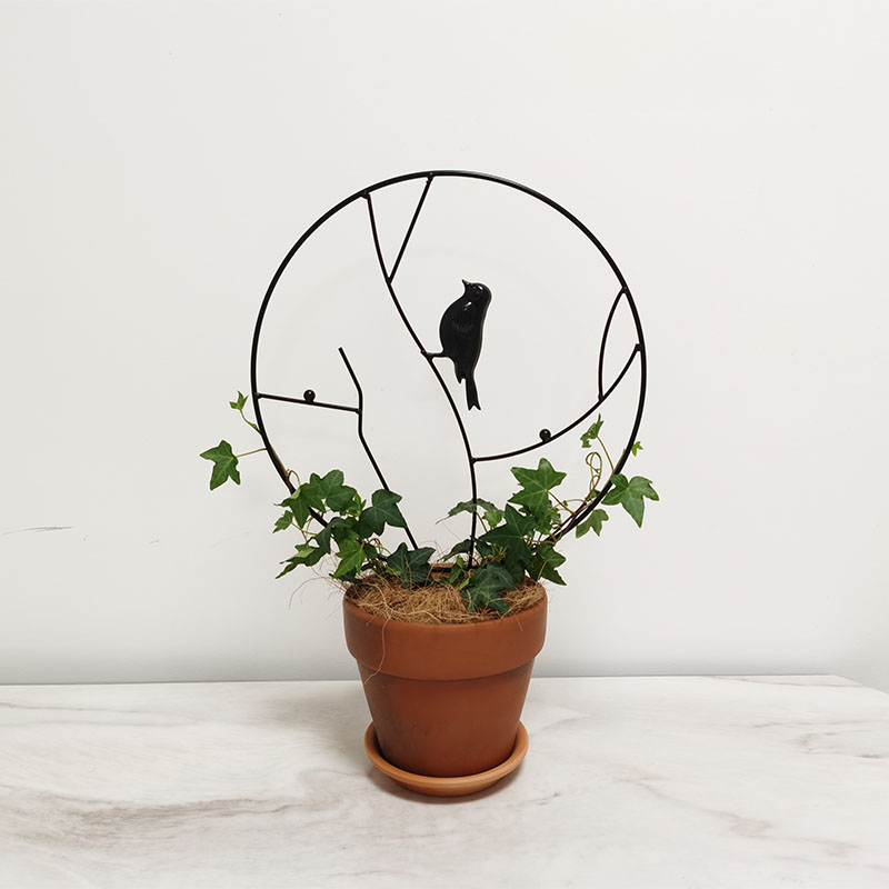 极速室内盆栽植物攀缘p爬藤架植物支撑圆形金属花园常春藤攀爬架