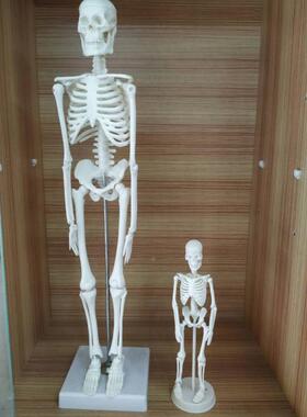 极速骷髅模型f人体骨骼模型 20CM可拆卸全身人体骨架小椎间盘 医