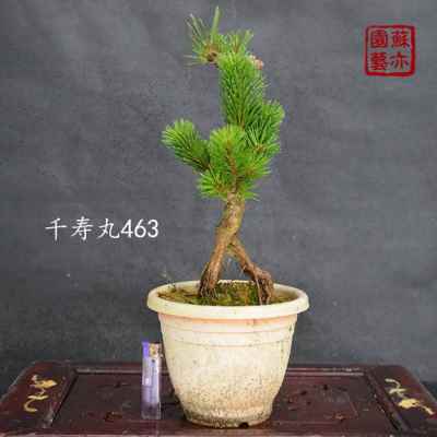 极速新款提根黑松千寿丸老桩矮霸盆景M嫁接一物一拍带盆发货