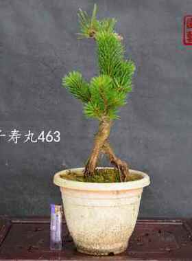 极速新款提根黑松千寿丸老桩矮霸盆景M嫁接一物一拍带盆发货