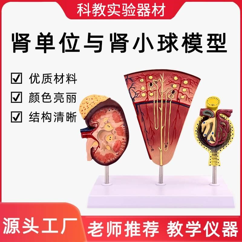 速发肾单位和肾小球模型肾体解脏 教学人剖 人体肾解剖模型