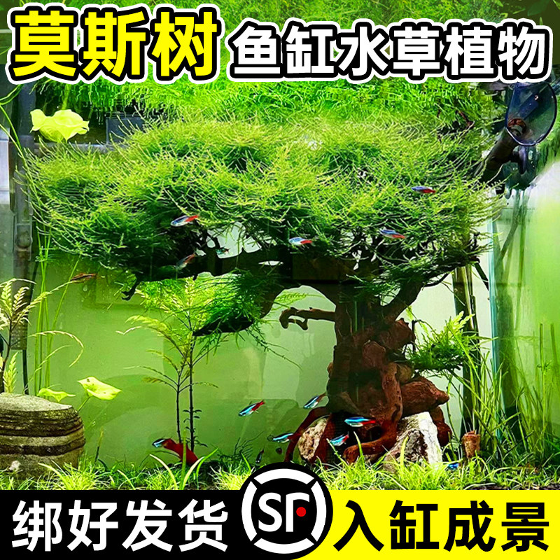速发莫斯树水草植物迎客松鱼缸造景沉木用件净化水质专摆氧增养鱼