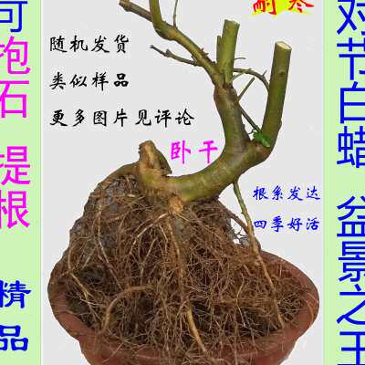 极速卧干卧杆对节白m蜡盆景矮霸对接白腊熟桩小老桩抱石附石提根