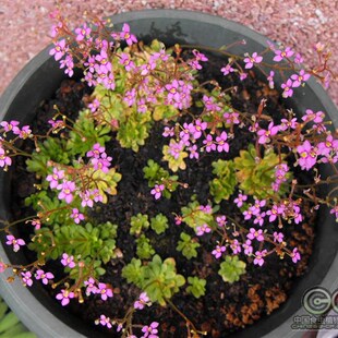 极速丹波花柱草暴打昆虫趣味食虫植物盆栽O奇花异草捕蝇草猪笼
